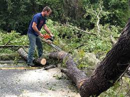 Best Root Management and Removal  in North Bonneville, WA