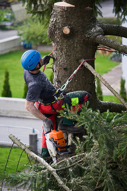 Best Storm Damage Tree Cleanup  in North Bonneville, WA